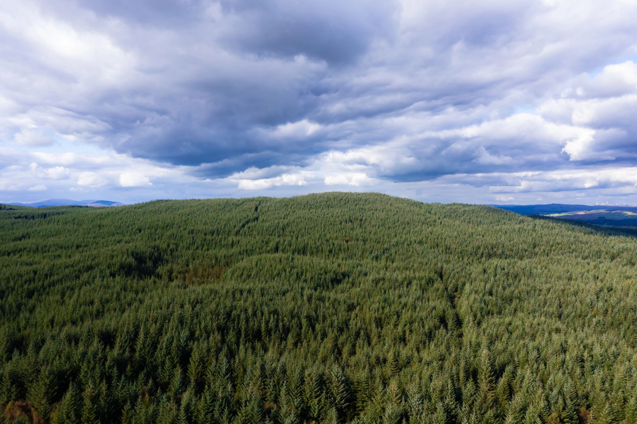 Managed commercial forest landscape viewed from above