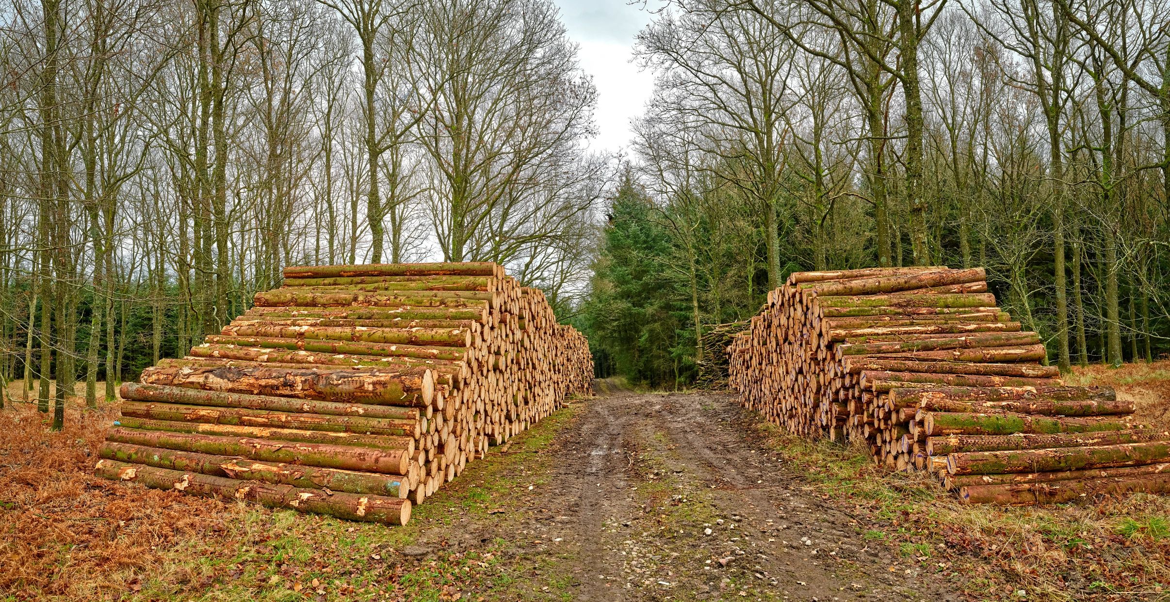 Stacked logs in a forest representing forest product sourcing