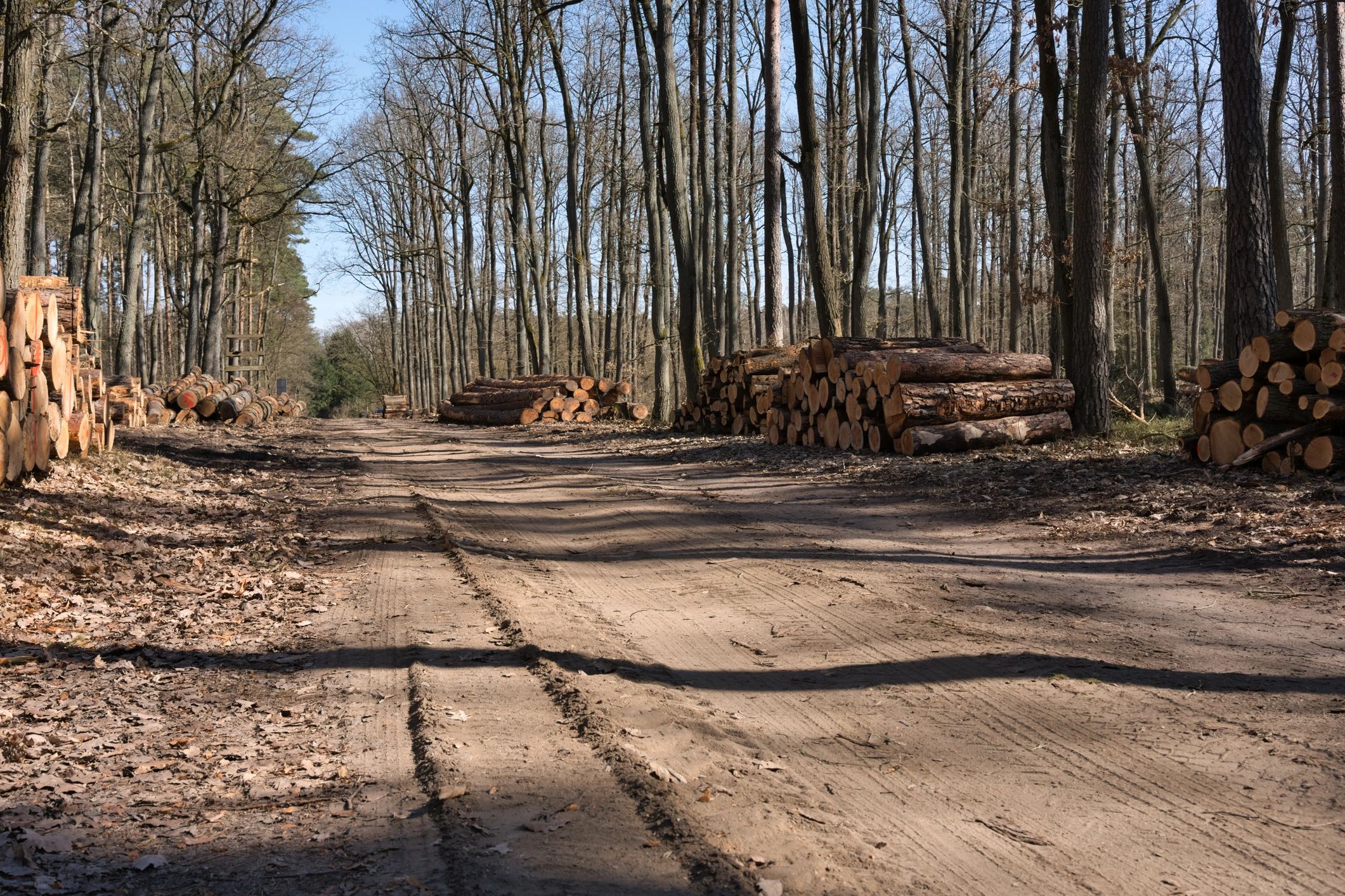 Stacks of harvested timber logs in a managed forest operation