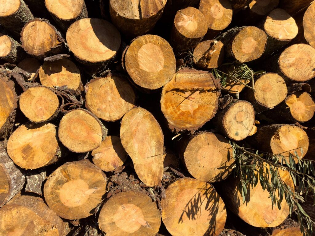 Large Stack of Cut Pine Logs with Natural Textures and Growth Rings